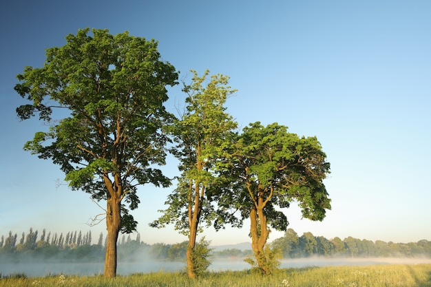 Arbres printaniers au bord du lac