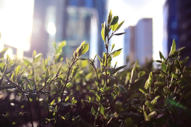 Arbres de printemps avec jeunes feuilles et bourgeons