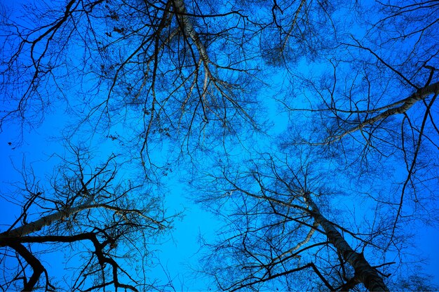 Arbres de printemps à la recherche de fond de ciel bleu