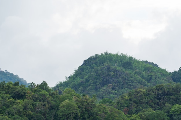 Des arbres qui couvrent les montagnes