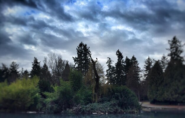 Photo des arbres qui poussent au bord du lac contre un ciel nuageux