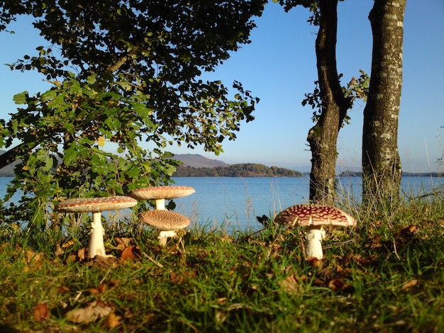 Photo des arbres qui poussent au bord du lac