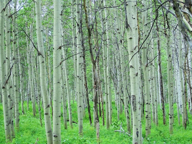Des arbres qui poussent sur le champ dans la forêt