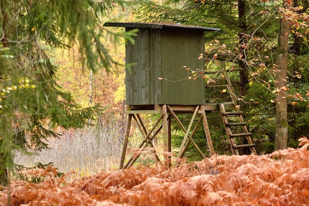 Photo des arbres qui poussent sur le champ dans la forêt