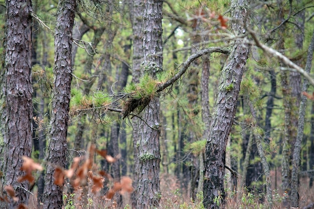 Des arbres qui poussent sur le champ dans la forêt