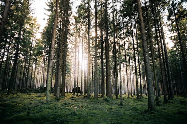 Des arbres qui poussent sur le champ dans la forêt