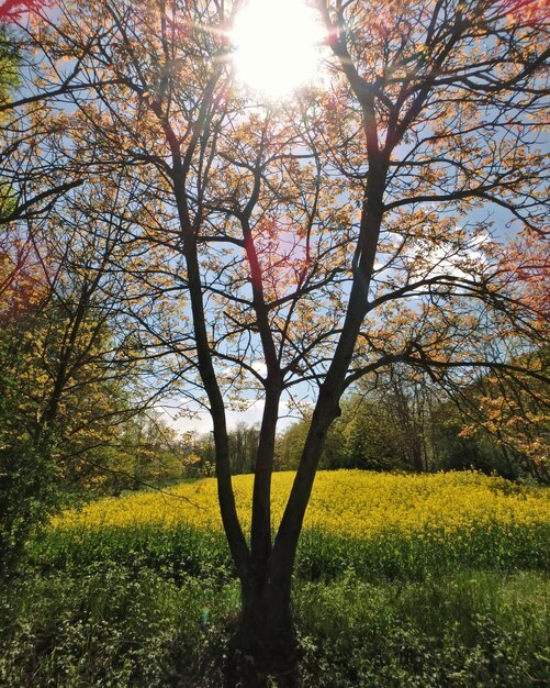 Photo des arbres qui poussent sur le champ