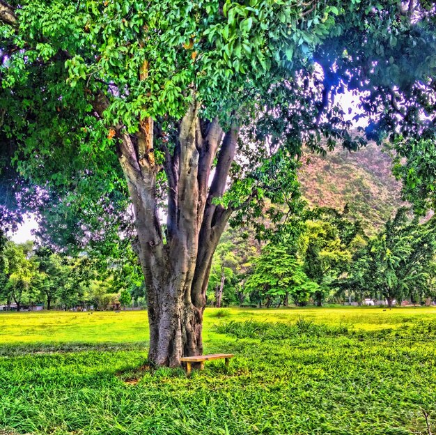 Photo des arbres qui poussent sur le champ