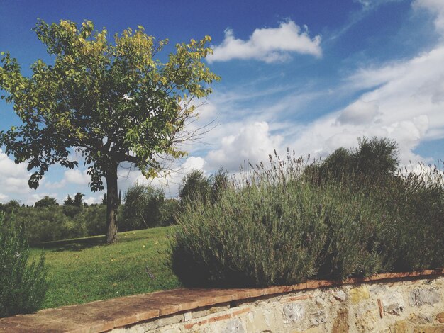 Photo des arbres qui poussent sur le champ