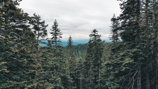 Photo des arbres qui poussent contre le ciel dans la forêt