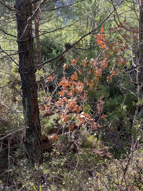 Photo des arbres qui poussent dans les champs de la forêt