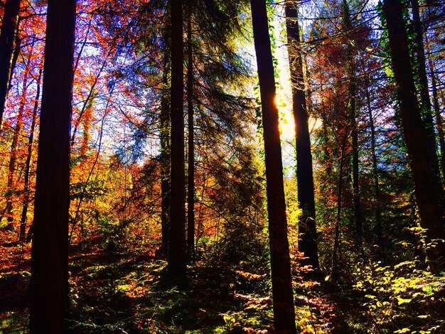 Photo des arbres qui poussent dans les champs de la forêt