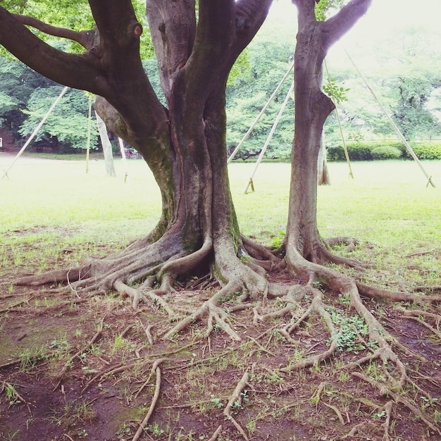 Photo des arbres qui poussent dans les champs