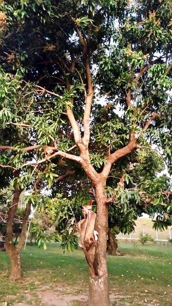 Photo des arbres qui poussent dans l'étang