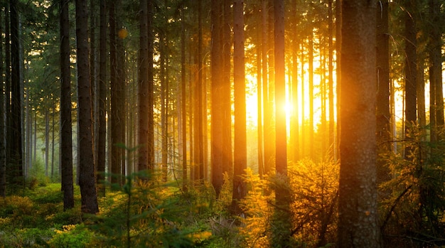 Photo des arbres qui poussent dans la forêt au coucher du soleil