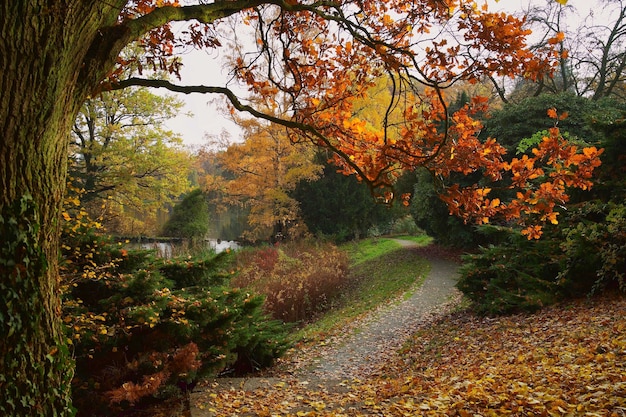 Des arbres qui poussent dans la forêt en automne