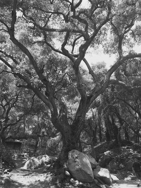 Des arbres qui poussent dans la forêt contre le ciel