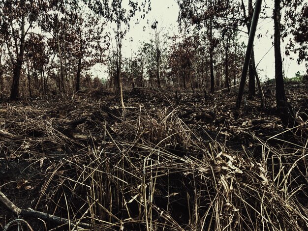 Photo des arbres qui poussent dans la forêt contre le ciel