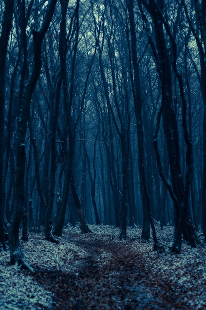 Des arbres qui poussent dans la forêt en hiver