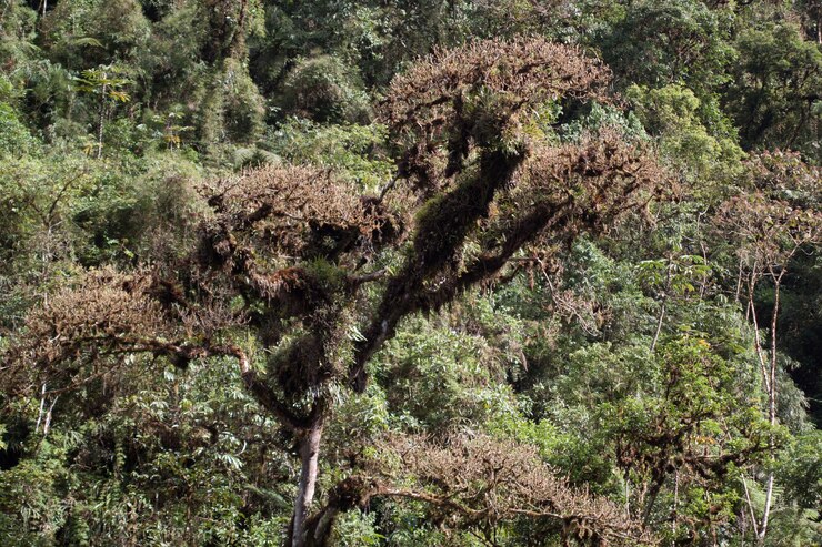 Photo des arbres qui poussent dans la forêt