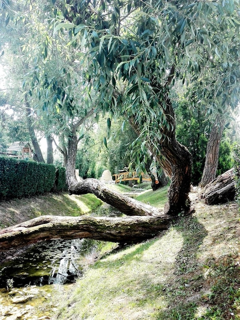 Des arbres qui poussent dans une forêt