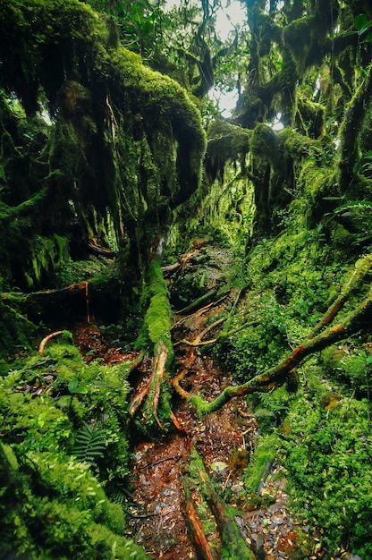 Photo des arbres qui poussent dans la forêt