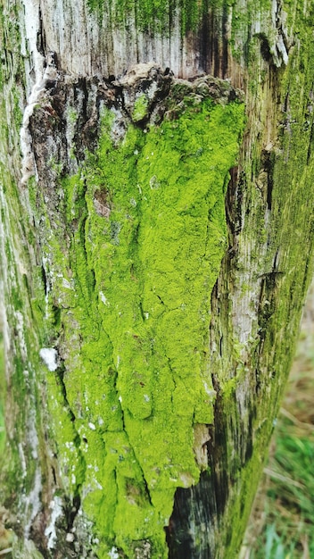 Photo des arbres qui poussent dans la forêt