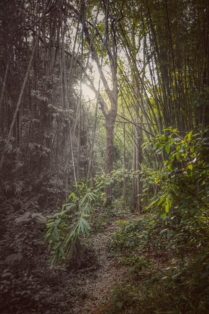 Photo des arbres qui poussent dans la forêt