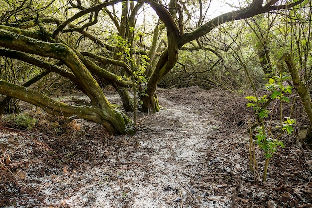 Photo des arbres qui poussent dans la forêt