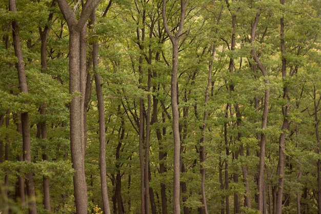 Photo des arbres qui poussent dans la forêt