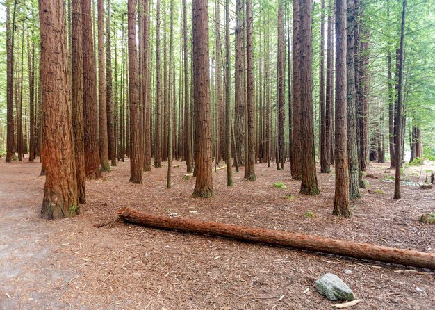 Photo des arbres qui poussent dans la forêt