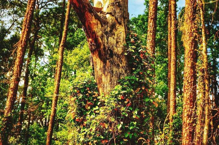 Photo des arbres qui poussent dans la forêt
