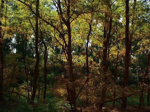 Des arbres qui poussent dans la forêt