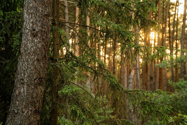 Des arbres qui poussent dans la forêt