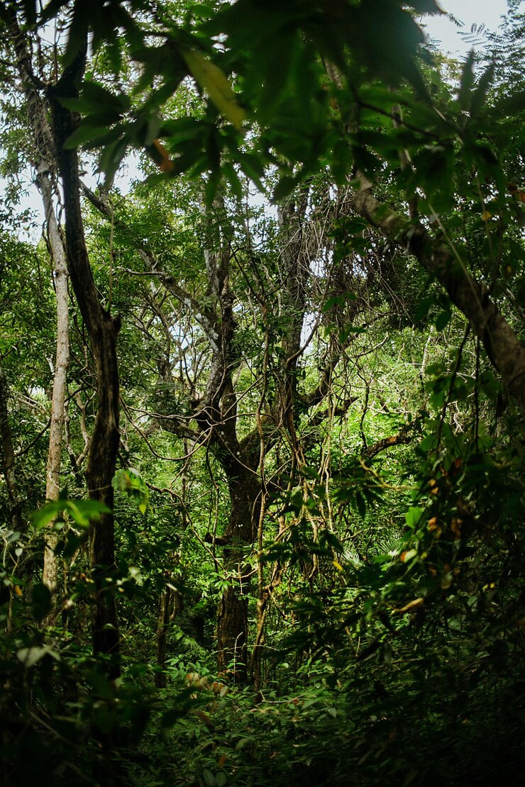 Photo des arbres qui poussent dans la forêt