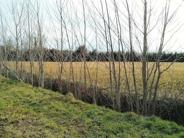 Photo des arbres qui poussent dans les fossés dans le champ