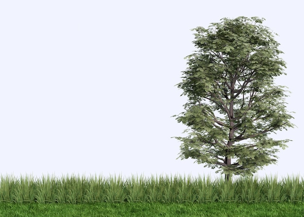 Des arbres qui poussent dans l'herbe sur un fond blanc