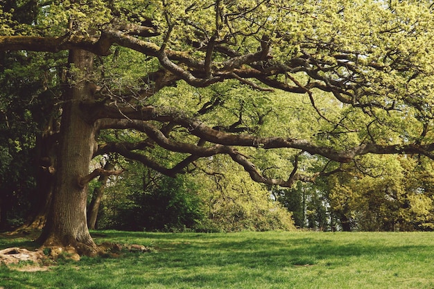 Photo des arbres qui poussent dans le parc