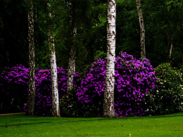 Photo des arbres qui poussent dans le parc