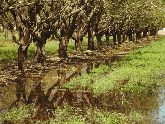 Photo des arbres qui poussent dans le parc