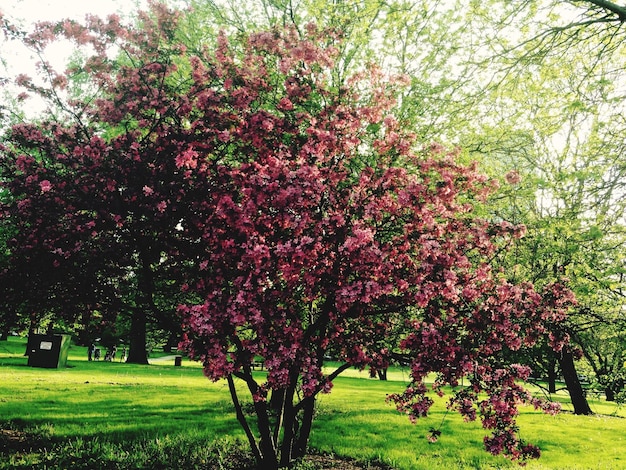 Photo des arbres qui poussent dans le parc