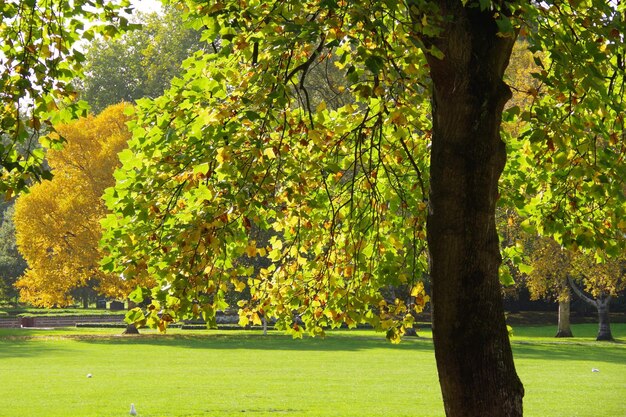 Photo des arbres qui poussent dans le parc