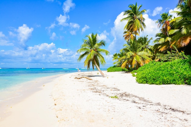Des arbres qui poussent sur la plage contre le ciel