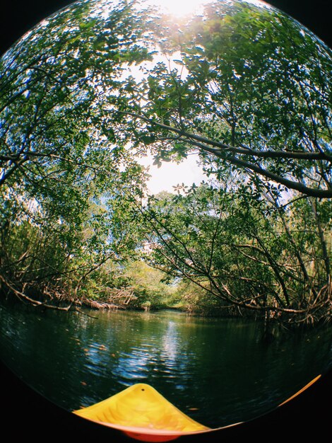 Photo des arbres qui poussent près d'une rivière