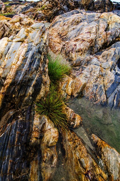 Photo des arbres qui poussent sur le rocher