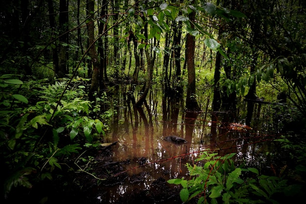 Photo des arbres réfléchissant sur l'eau