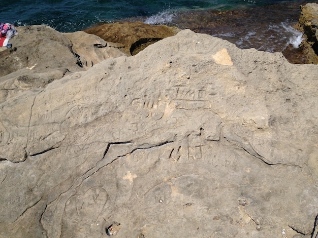 Des arbres sur le rivage