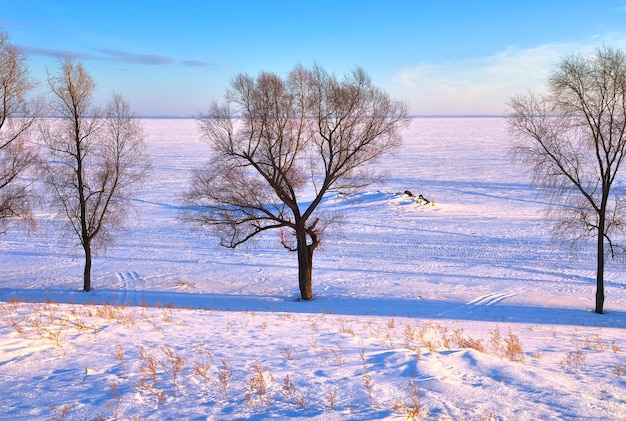 Arbres sur la rive d'hiver La rive gelée du réservoir de Novossibirsk