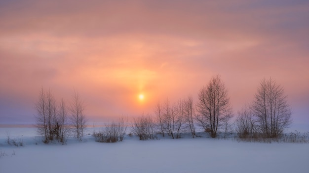 Arbres sur les rives du lac Vuoksa, coucher de soleil d'hiver dans la région de Leningrad