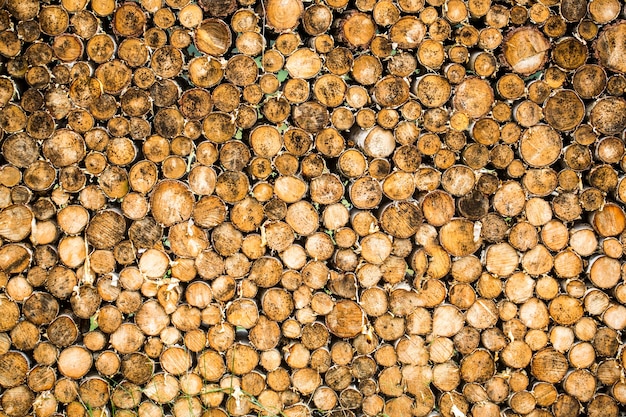 Les arbres ronds en bois de teck entourent les souches coupées. La déforestation.